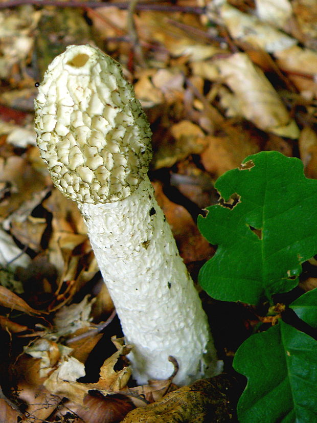 hadovka smradľavá Phallus impudicus L.