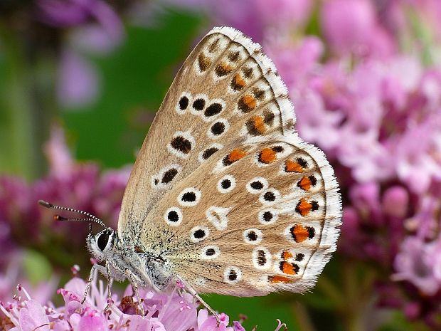 modráčik ďatelinový Polyommatus bellargus Rottemburg, 1775