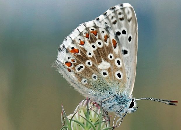 modráčik vikový Polyommatus coridor