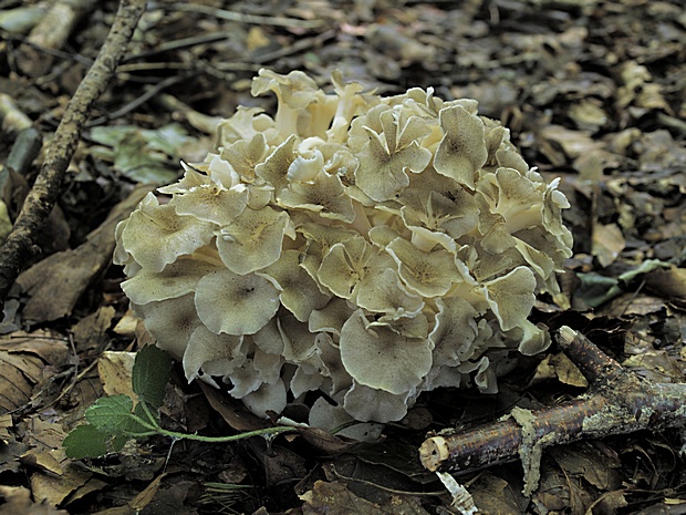 trúdnik klobúčkatý Polyporus umbellatus (Pers.) Fr.