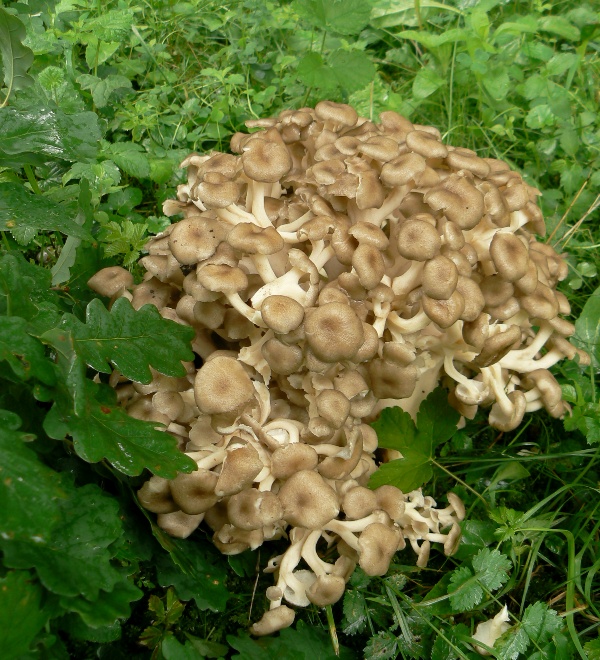 trúdnik klobúčkatý Polyporus umbellatus (Pers.) Fr.