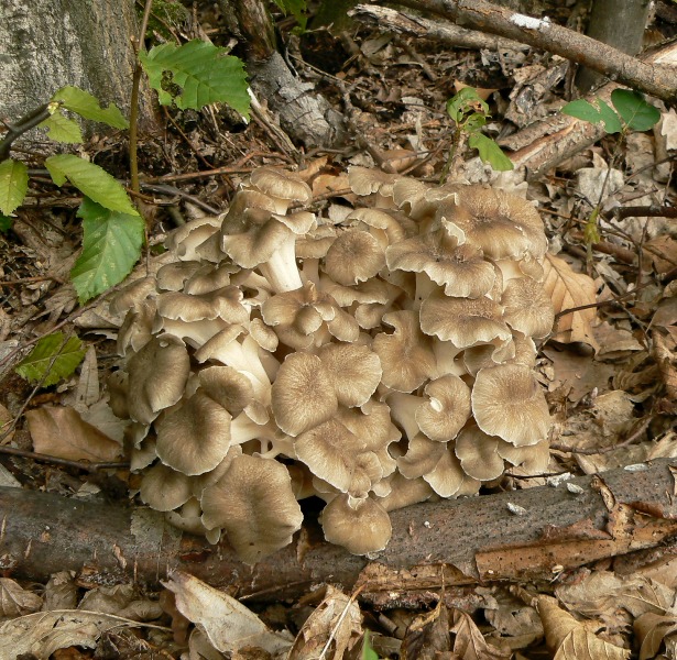 trúdnik klobúčkatý Polyporus umbellatus (Pers.) Fr.