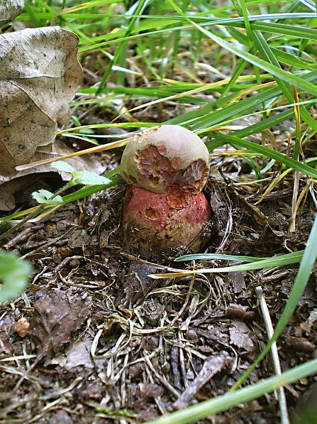 hríb Le Galovej Rubroboletus legaliae (Pilát & Dermek) Della Maggiora & Trassin.