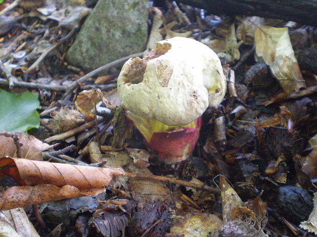 hríb purpurový Rubroboletus rhodoxanthus Kuan Zhao &amp; Zhu L. Yang