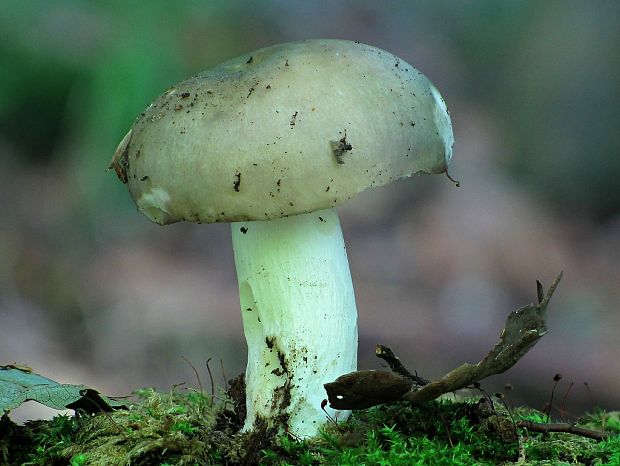 plávka modrastá-holubinka namodralá Russula cyanoxantha (Schaeff.) Fr.