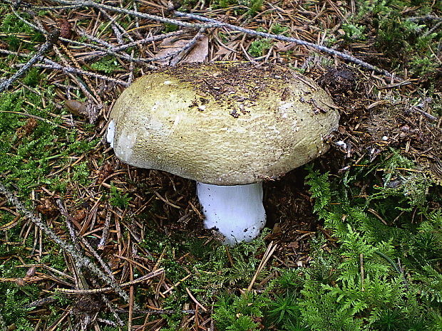 plávka olivová Russula olivacea (Schaeff.) Fr.