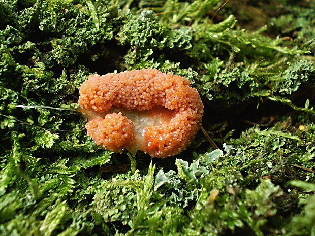 jahodník sasankovitý  Tubifera ferruginosa (Batsch) J.F. Gmel.