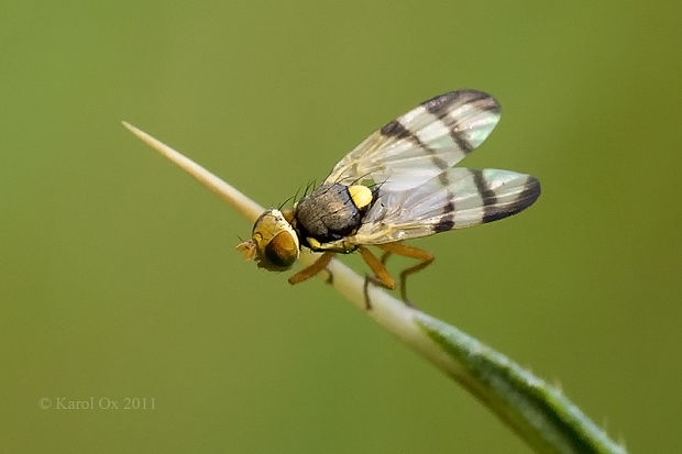 vrtivka Urophora stylata Fabricius, 1775