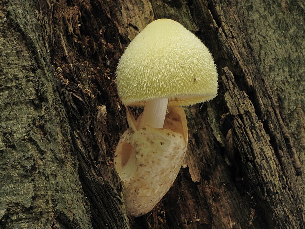 pošvovec stromový Volvariella bombycina (Schaeff.) Singer