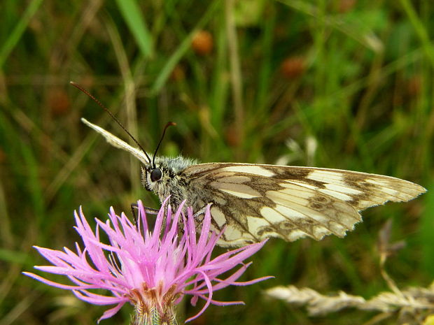 očkáň timotejkový melanargia galathea