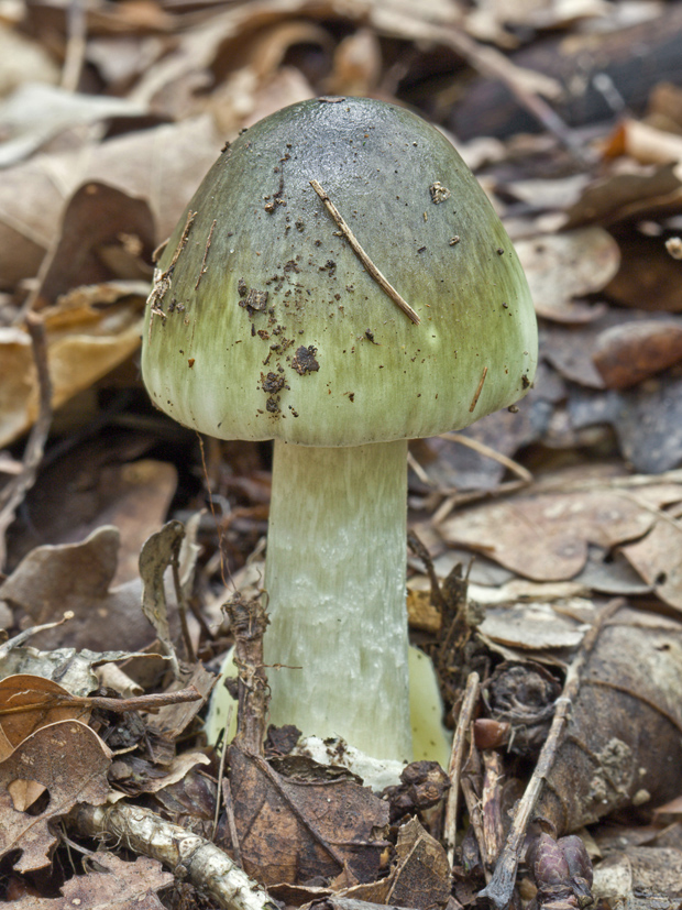 muchotrávka zelená Amanita phalloides (Vaill. ex Fr.) Link