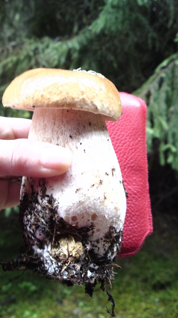 hríb smrekový Boletus edulis Bull.