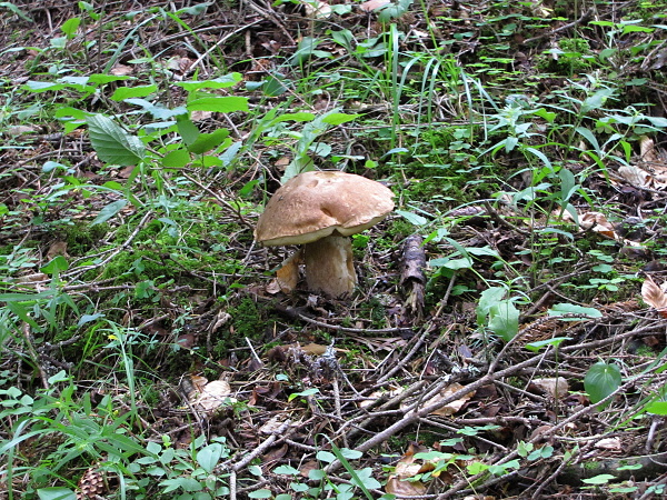 hríb smrekový Boletus edulis Bull.