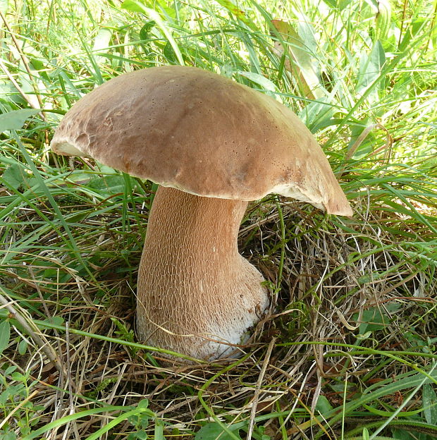 hríb dubový Boletus reticulatus Schaeff.