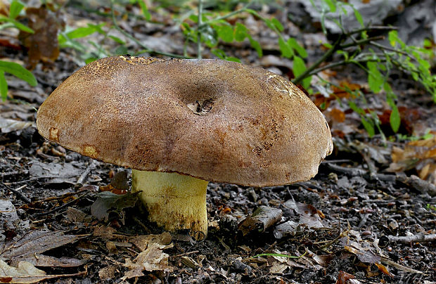 hríb príveskatý Butyriboletus appendiculatus (Schaeff. ex Fr.) Secr.