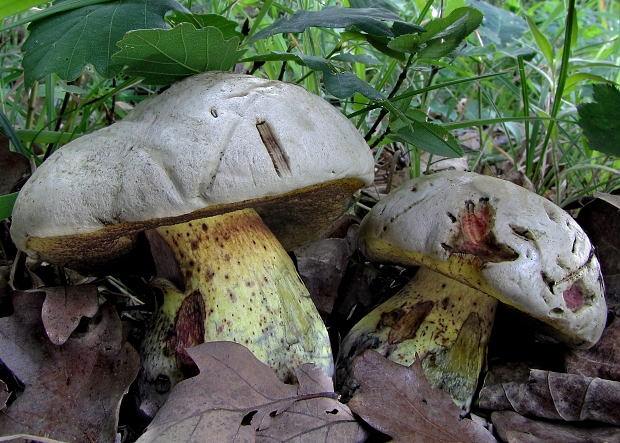 hríb horký Caloboletus radicans (Pers.) Vizzini