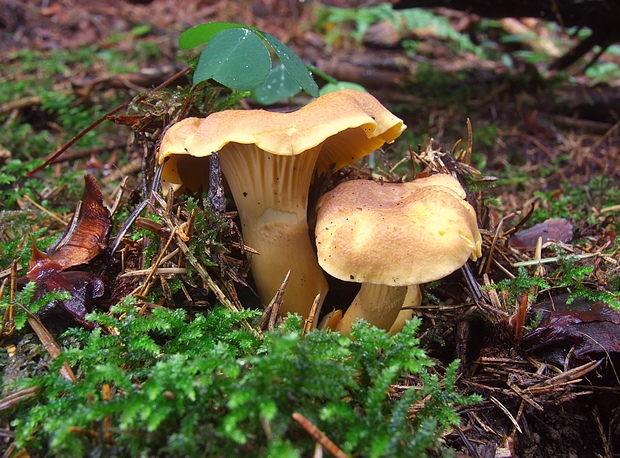 kuriatko jedlé ametystové Cantharellus amethysteus (Quél.) Sacc.