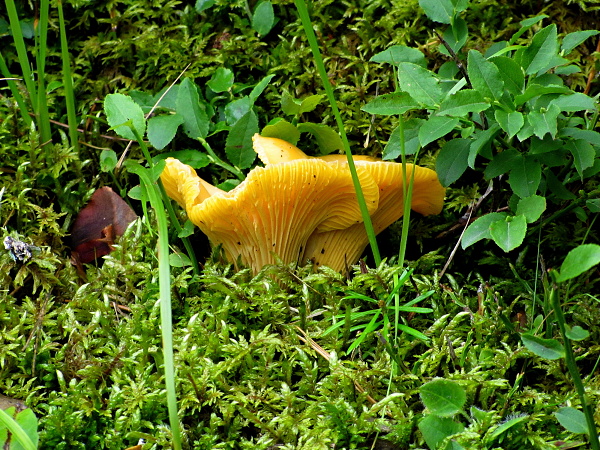 kuriatko jedlé  Cantharellus amethysteus (Quél.) Sacc.