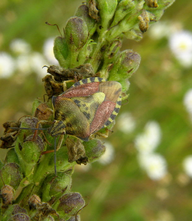 bzdocha menivá Carpocoris pudicus