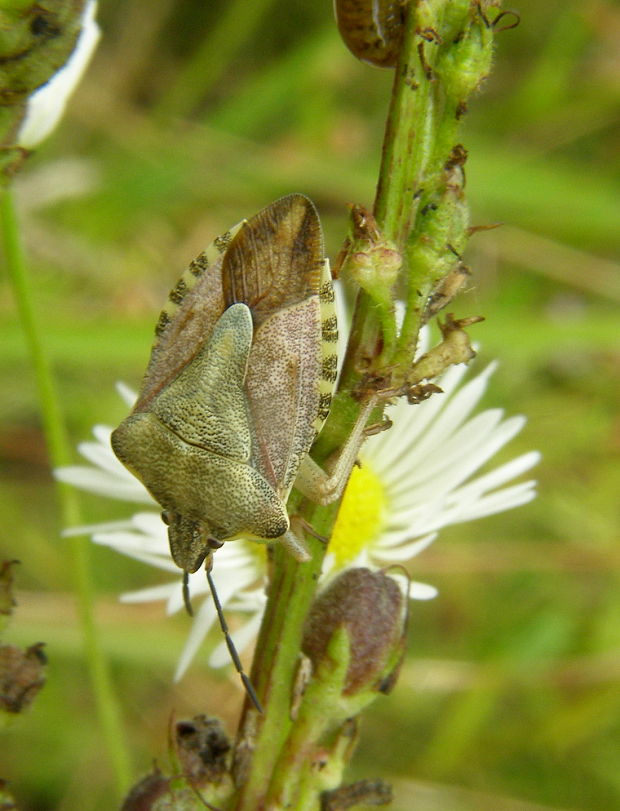 bzdocha menivá Carpocoris pudicus