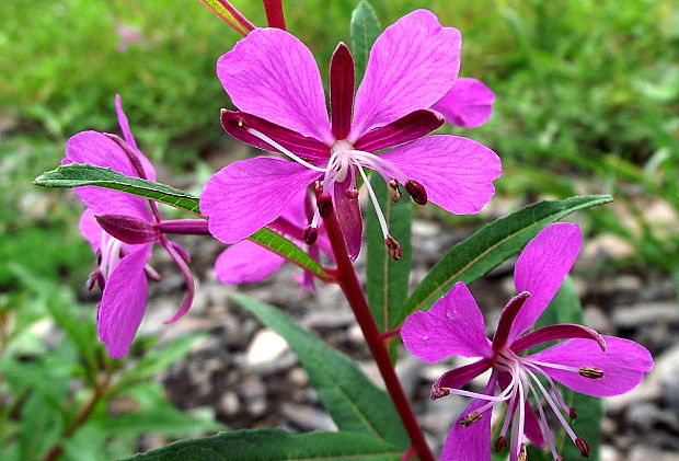 kyprina úzkolistá Chamerion angustifolium (L.) Holub