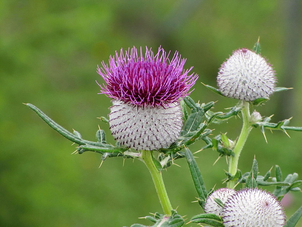 pichliač bielohlavý Cirsium eriophorum (L.) Scop.