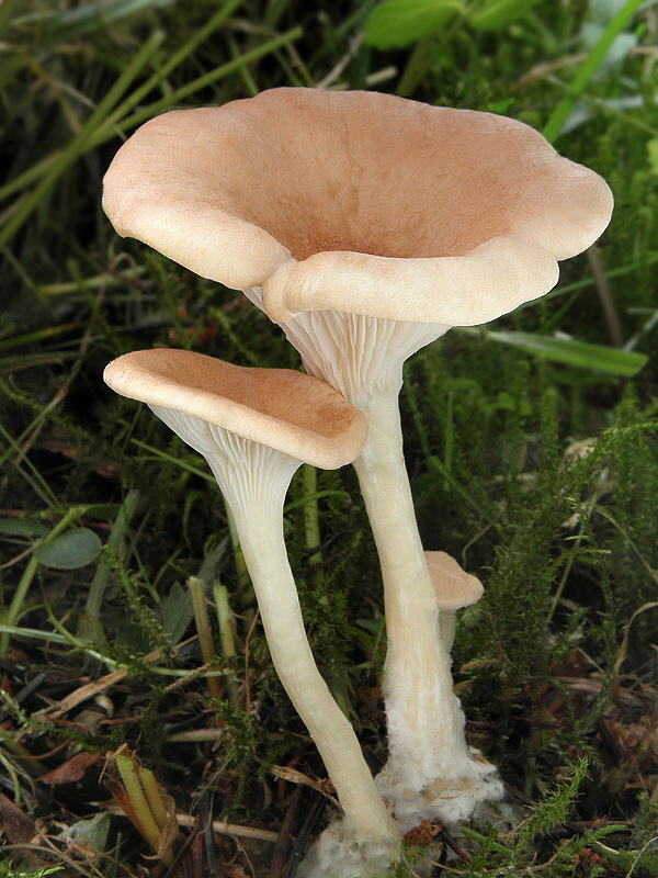 strmuľka lievikovitá Clitocybe gibba (Pers.) P. Kumm.