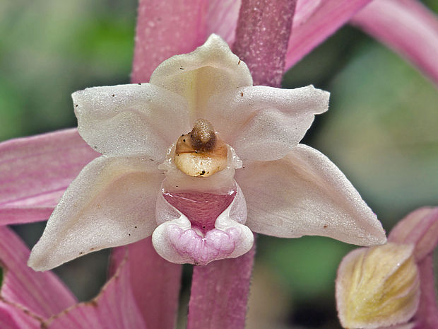 kruštík modrofialový (f. rosea)  Epipactis purpurata Sm.