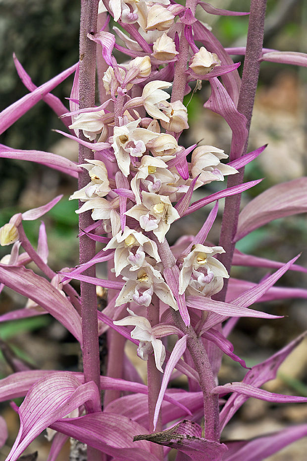 kruštík modrofialový (f. rosea)  Epipactis purpurata Sm.