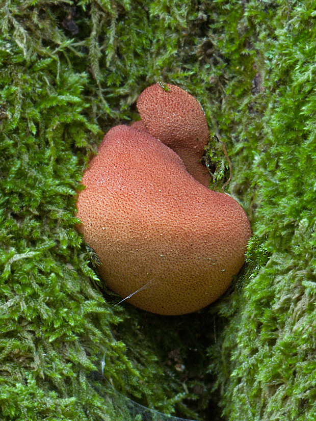 pečeňovec dubový Fistulina hepatica (Schaeff.) With.