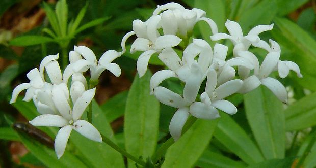 svízel vonný - lipkavec marinkový Galium odoratum ( L.) Scop.