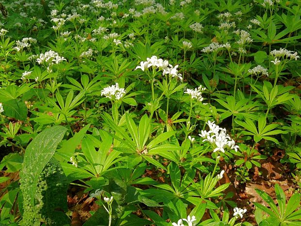 svízel vonný - lipkavec marinkový Galium odoratum  (L.) Scop.