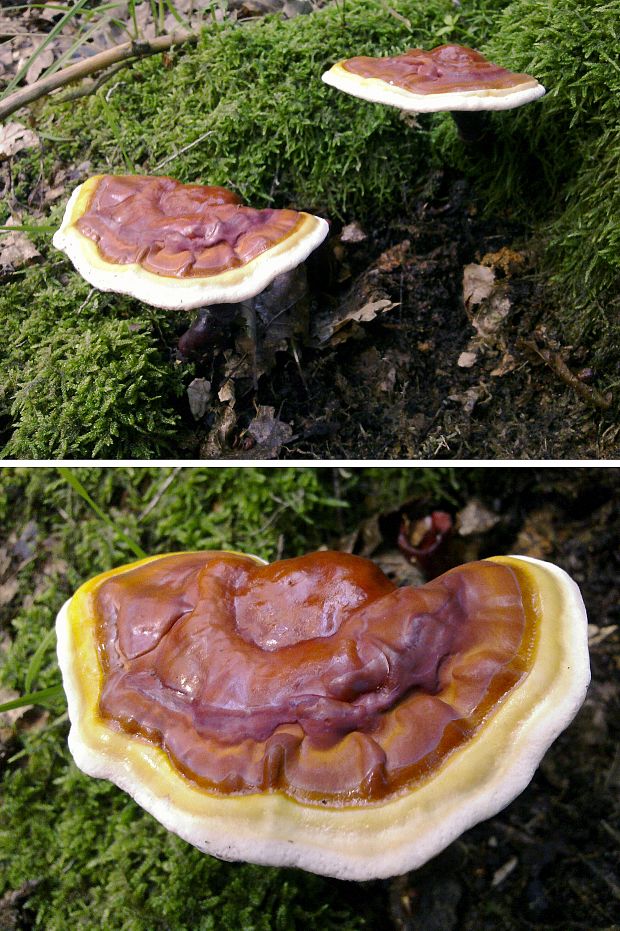 lesklokôrovka obyčajná Ganoderma lucidum (Curtis) P. Karst.