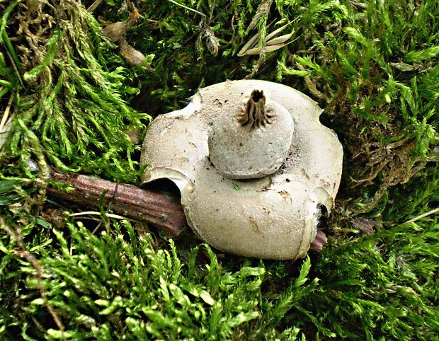 hviezdovka hnedá Geastrum elegans  Vittad.