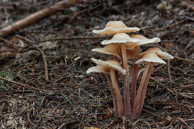 peniazovka trsovitá Gymnopus confluens (Pers.) Antonín, Halling & Noordel.