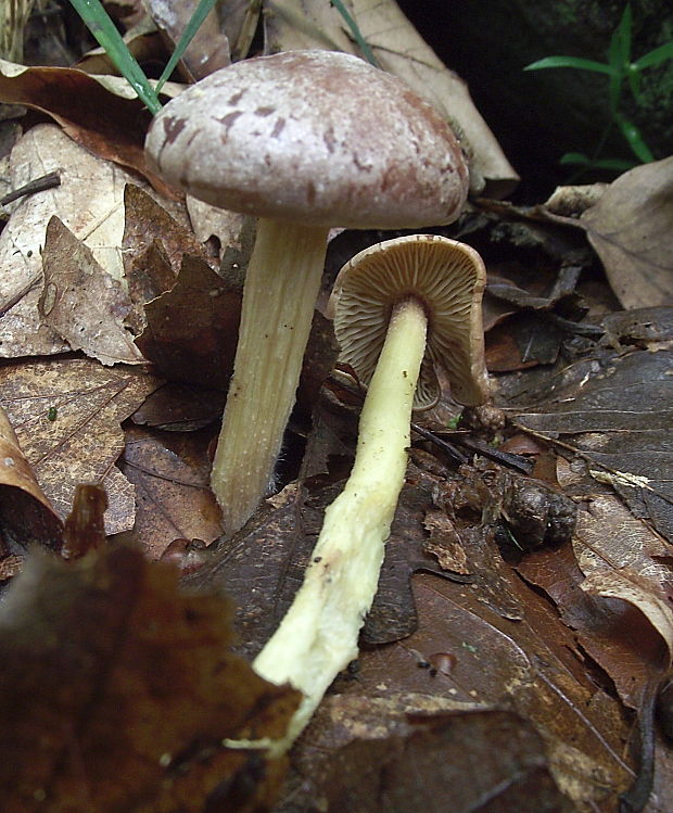 peniazovka štipľavá Gymnopus peronatus (Bolton) Antonín, Halling & Noordel.