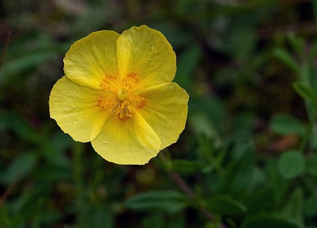 devätorník veľkokvetý Helianthemum grandiflorum (Scop.) DC.