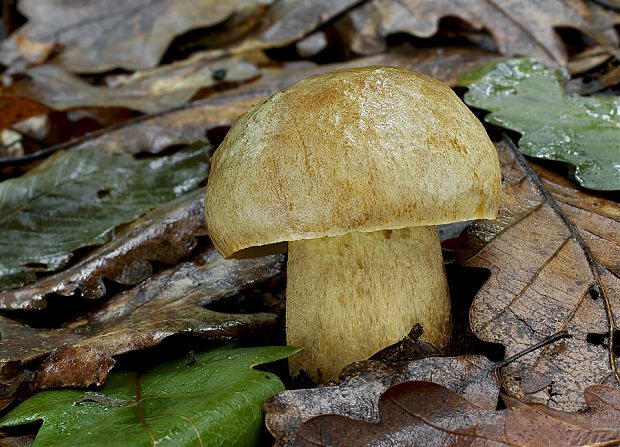 hríb plavý Hemileccinum impolitum (Fr.) Šutara