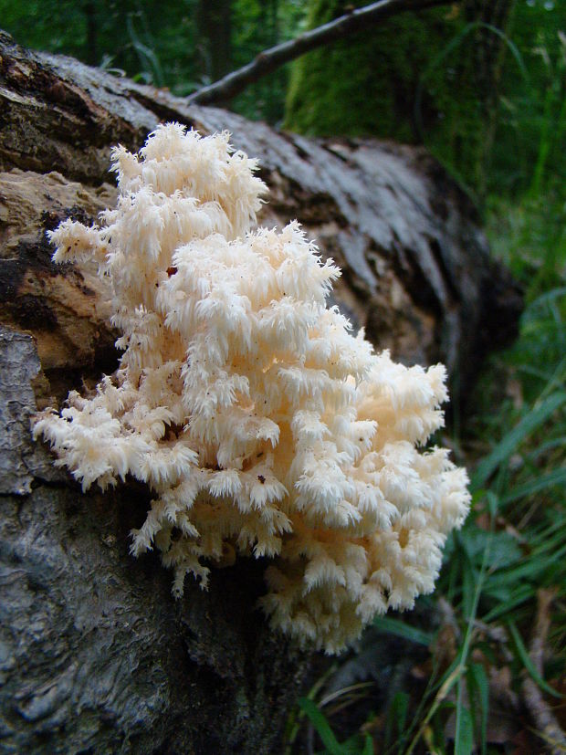 koralovec bukový Hericium coralloides (Scop.) Pers.