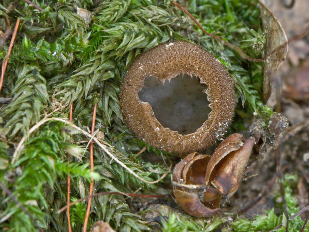 humária polguľovitá Humaria hemisphaerica (F.H. Wigg.) Fuckel