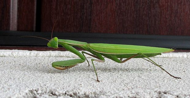 modlivka zelená Mantis religiosa