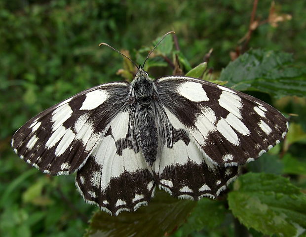 očkáň timotejkový Melanargia galathea