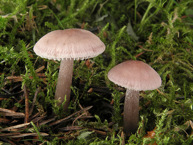 prilbička reďkovková Mycena pura (Pers.) P. Kumm.