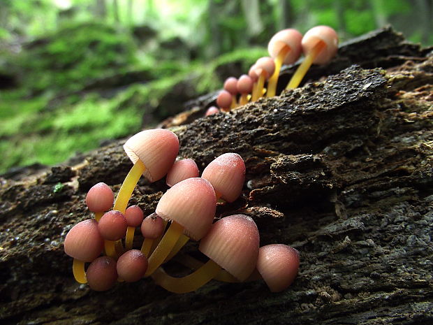 prilbička žltohlúbiková Mycena renati Quél.