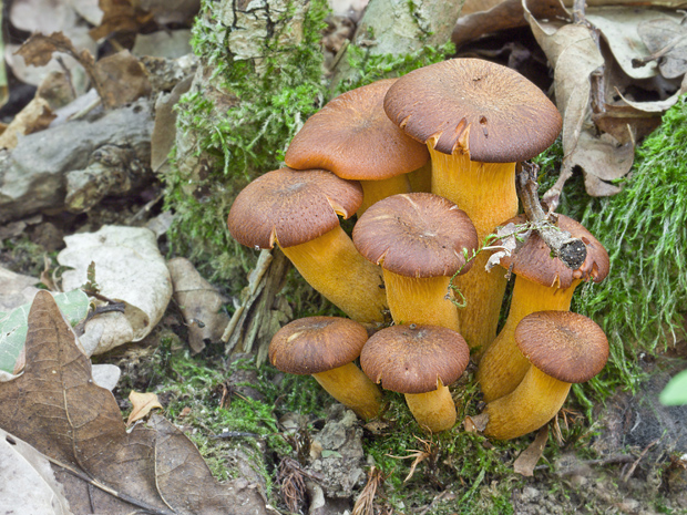 kališník hnedooranžový Omphalotus olearius (DC.) Singer