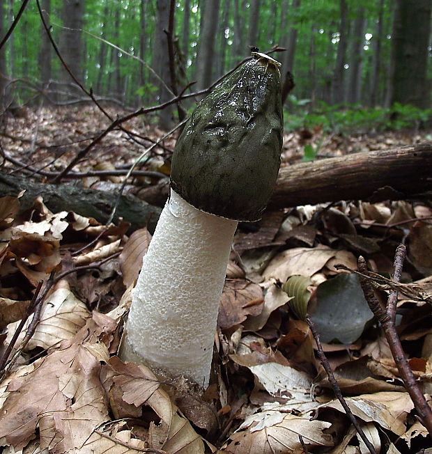 hadovka smradľavá Phallus impudicus L.