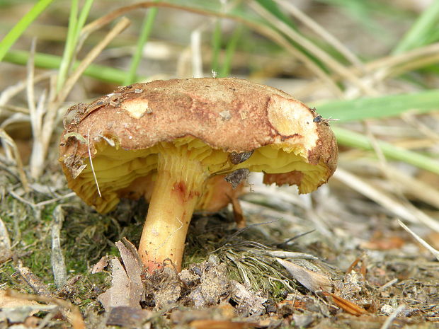 lupeňopórovec červenožltý Phylloporus rhodoxanthus (Schwein.) Bres.