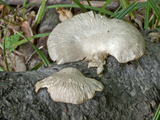 hliva závojová Pleurotus calyptratus (Lindblad ex Fr.) Sacc.