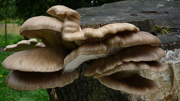 hliva buková Pleurotus pulmonarius (Fr.) Quél.