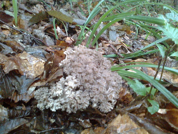 trúdnik klobúčkatý Polyporus umbellatus (Pers.) Fr.